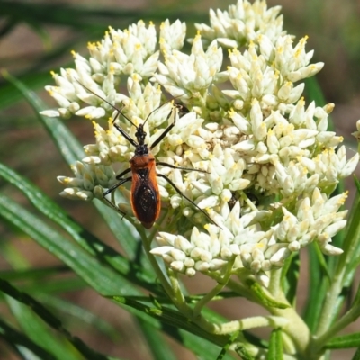 Gminatus australis (Orange assassin bug) at Griffith, ACT - 3 Dec 2023 by JodieR