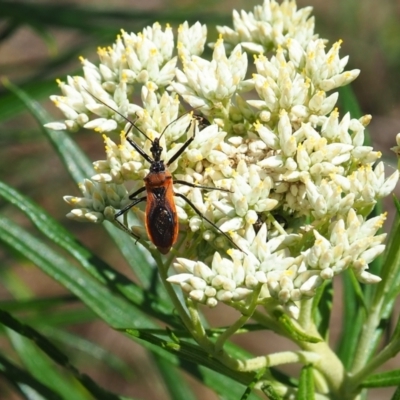 Gminatus australis (Orange assassin bug) at Griffith Woodland - 3 Dec 2023 by JodieR