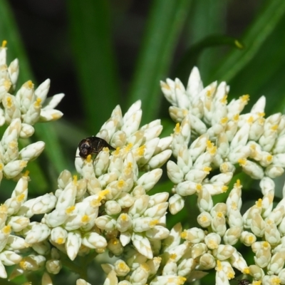 Mordellidae (family) (Unidentified pintail or tumbling flower beetle) at Griffith, ACT - 3 Dec 2023 by JodieR