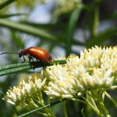 Ecnolagria grandis (Honeybrown beetle) at Griffith Woodland (GRW) - 3 Dec 2023 by JodieR