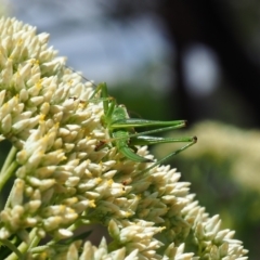 Conocephalomima barameda (False Meadow Katydid, Barameda) at Griffith, ACT - 3 Dec 2023 by JodieR