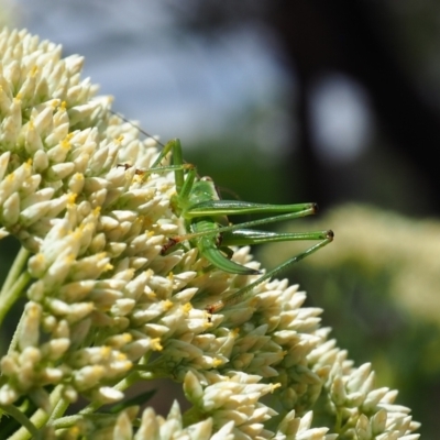 Conocephalomima barameda (False Meadow Katydid, Barameda) at Griffith, ACT - 3 Dec 2023 by JodieR