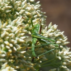 Conocephalomima barameda at Undefined Area - 3 Dec 2023 11:21 AM
