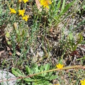 Apis mellifera at Little Taylor Grassland (LTG) - 3 Dec 2023