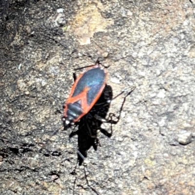 Dindymus circumcinctus (Bordered harlequin bug) at Russell, ACT - 4 Dec 2023 by Hejor1