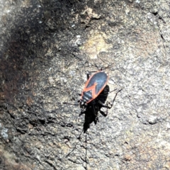 Dindymus circumcinctus at Russell, ACT - 4 Dec 2023