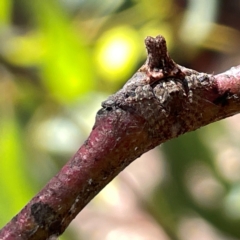 Dolophones turrigera at Russell, ACT - 4 Dec 2023 02:32 PM