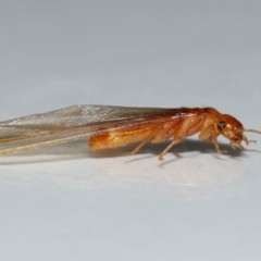 Unidentified Termite (superfamily Termitoidea) at Wellington Point, QLD - 2 Dec 2023 by TimL