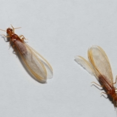 Unverified at suppressed - suppressed