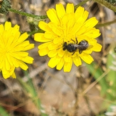 Lasioglossum (Chilalictus) sp. (genus & subgenus) (Halictid bee) at Little Taylor Grassland (LTG) - 2 Dec 2023 by galah681