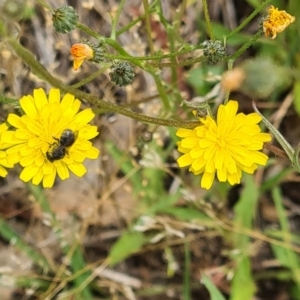 Lasioglossum (Chilalictus) sp. (genus & subgenus) at Little Taylor Grassland (LTG) - 3 Dec 2023 10:49 AM