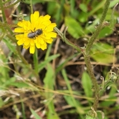 Lasioglossum (Chilalictus) sp. (genus & subgenus) at Little Taylor Grassland (LTG) - 3 Dec 2023 10:49 AM