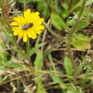 Lasioglossum (Chilalictus) sp. (genus & subgenus) at Little Taylor Grassland (LTG) - 3 Dec 2023