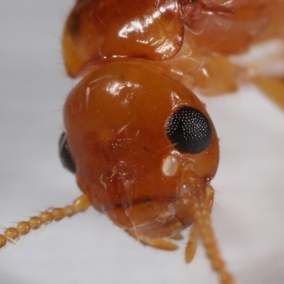 Unidentified Termite (superfamily Termitoidea) at Wellington Point, QLD - 2 Dec 2023 by TimL