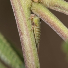 Sextius virescens (Acacia horned treehopper) at Belconnen, ACT - 2 Dec 2023 by AlisonMilton