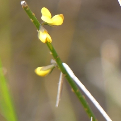 Sphaerolobium minus (Globe-pea) at Wingecarribee Local Government Area - 30 Nov 2023 by Curiosity