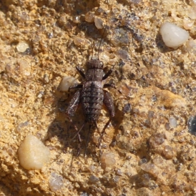 Bobilla sp. (genus) (A Small field cricket) at Hill Top, NSW - 30 Nov 2023 by Curiosity