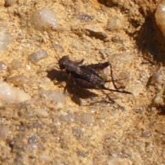 Bobilla sp. (genus) at Hill Top - 1 Dec 2023