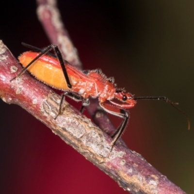 Gminatus australis (Orange assassin bug) at Belconnen, ACT - 2 Dec 2023 by AlisonMilton