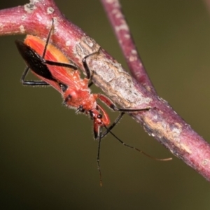 Gminatus australis at Mount Painter - 3 Dec 2023