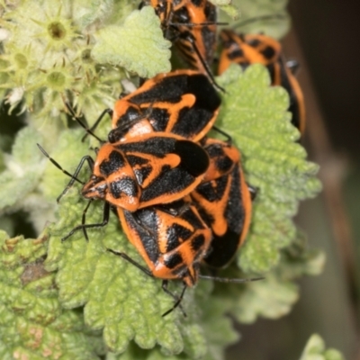 Agonoscelis rutila (Horehound bug) at Mount Painter - 3 Dec 2023 by AlisonMilton