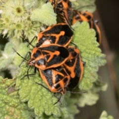 Agonoscelis rutila (Horehound bug) at Mount Painter - 2 Dec 2023 by AlisonMilton