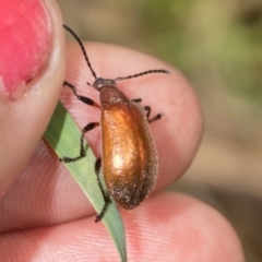 Ecnolagria grandis (Honeybrown beetle) at Belconnen, ACT - 3 Dec 2023 by AlisonMilton