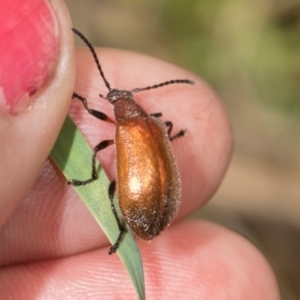 Ecnolagria grandis (Honeybrown beetle) at Belconnen, ACT by AlisonMilton