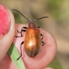 Ecnolagria grandis at Mount Painter - 3 Dec 2023