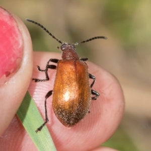 Ecnolagria grandis at Mount Painter - 3 Dec 2023