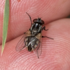 Unidentified Bristle Fly (Tachinidae) at Belconnen, ACT - 2 Dec 2023 by AlisonMilton