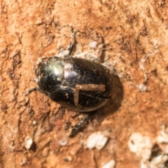 Chrysolina quadrigemina (Greater St Johns Wort beetle) at Mount Painter - 3 Dec 2023 by AlisonMilton