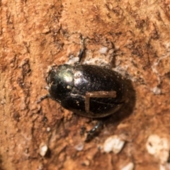 Chrysolina quadrigemina at Mount Painter - 3 Dec 2023 09:06 AM