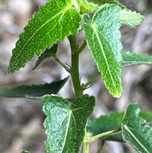 Pavonia hastata at Mount Rogers - 4 Dec 2023