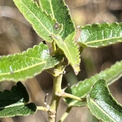 Pavonia hastata at Mount Rogers - 4 Dec 2023