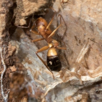 Camponotus consobrinus (Banded sugar ant) at Mount Painter - 2 Dec 2023 by AlisonMilton