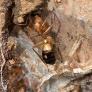 Camponotus consobrinus (Banded sugar ant) at Belconnen, ACT by AlisonMilton