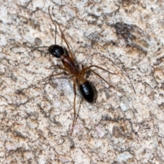 Camponotus consobrinus at Mount Painter - 3 Dec 2023