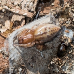 Clubiona sp. (genus) at Mount Painter - 3 Dec 2023