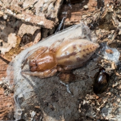 Clubiona sp. (genus) (Unidentified Stout Sac Spider) at Mount Painter - 2 Dec 2023 by AlisonMilton