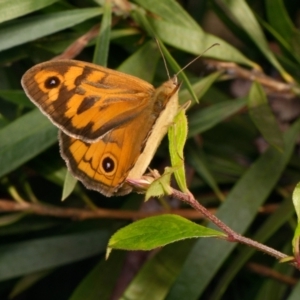 Heteronympha merope at Downer, ACT - 4 Dec 2023 06:30 PM