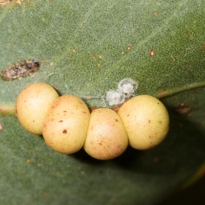 Leptocybe invasa (Eucalyptus Stem Gall Wasp) at Mount Painter - 3 Dec 2023 by AlisonMilton