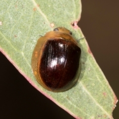 Paropsisterna cloelia (Eucalyptus variegated beetle) at Mount Painter - 2 Dec 2023 by AlisonMilton