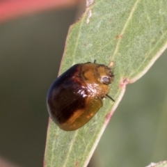 Paropsisterna cloelia at Mount Painter - 3 Dec 2023