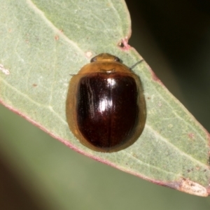 Paropsisterna cloelia at Mount Painter - 3 Dec 2023 09:23 AM