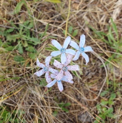 Oxypetalum coeruleum (Tweedia or Southern Star) at Duffy, ACT - 28 Nov 2023 by SWishart