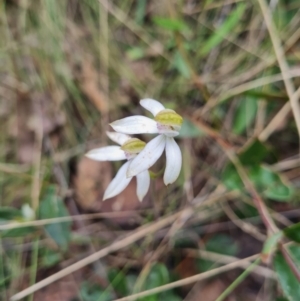 Caladenia moschata at Namadgi National Park - suppressed