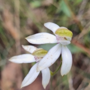 Caladenia moschata at Namadgi National Park - suppressed