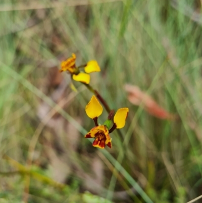 Diuris semilunulata (Late Leopard Orchid) at Namadgi National Park - 4 Dec 2023 by WalkYonder