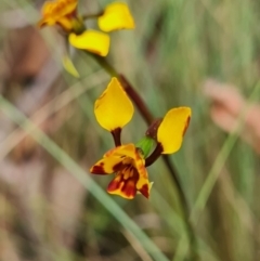 Diuris semilunulata at Namadgi National Park - 4 Dec 2023